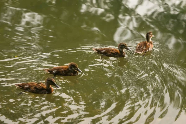 Närbild Änder Familj Jarunsjön Zagreb Kroatien — Stockfoto