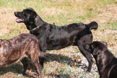 Onları kabul almak içinbeklediğini bir hayvan barınağı, köpek.
