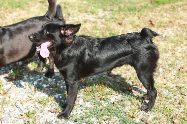 Onları kabul almak içinbeklediğini bir hayvan barınağı, köpek.