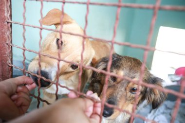 Onları kabul almak içinbeklediğini bir hayvan barınağı, köpek.