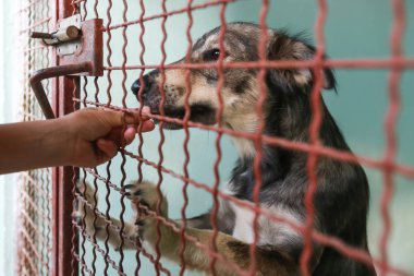 Onları kabul almak içinbeklediğini bir hayvan barınağı, köpek.