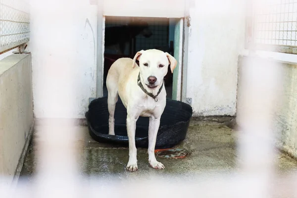 Cane Rifugio Animali Attesa Che Qualcuno Adotti — Foto Stock