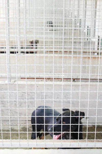 Perro Refugio Animales Esperando Que Alguien Los Adopte — Foto de Stock