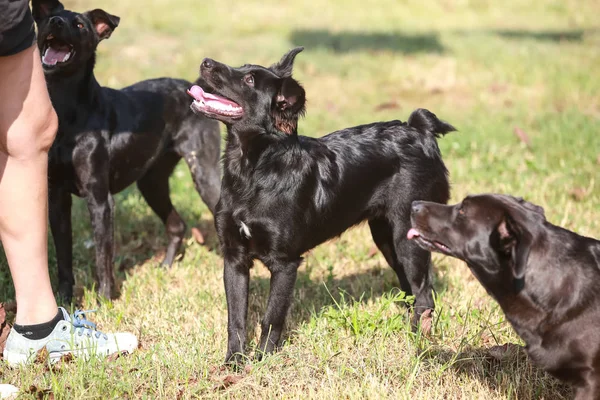 Cane Rifugio Animali Attesa Che Qualcuno Adotti — Foto Stock