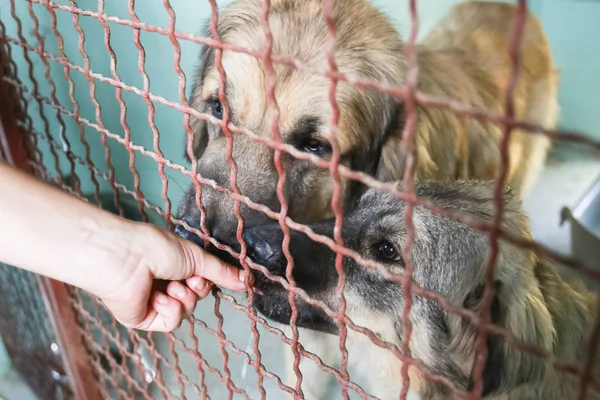 Onları Kabul Almak Içinbeklediğini Bir Hayvan Barınağı Köpek — Stok fotoğraf