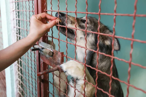 Hund Tierheim Wartet Auf Adoption — Stockfoto