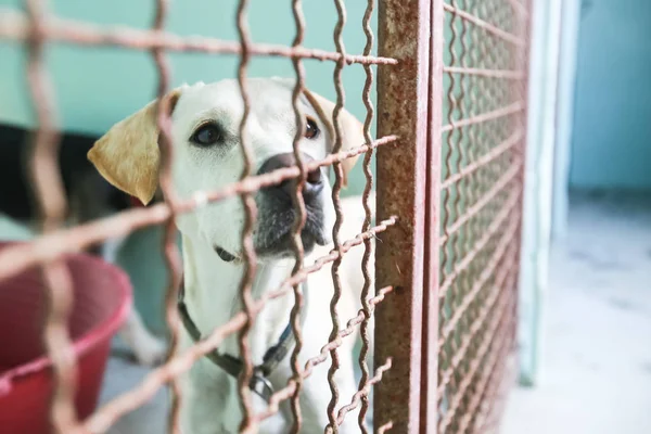 Perro Refugio Animales Esperando Que Alguien Los Adopte — Foto de Stock