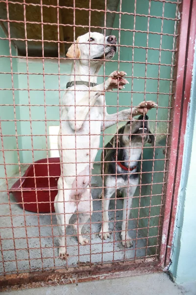Perro Refugio Animales Esperando Que Alguien Los Adopte — Foto de Stock