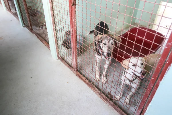 Perro Refugio Animales Esperando Que Alguien Los Adopte — Foto de Stock