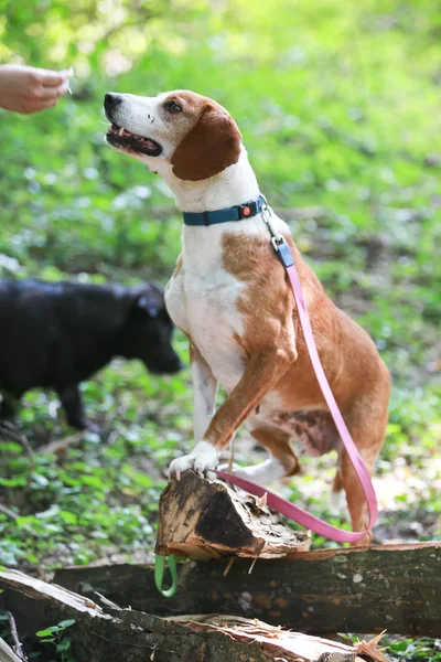 Chien Chasse Blanc Brun Femelle Provenant Refuge Pour Animaux Dans — Photo