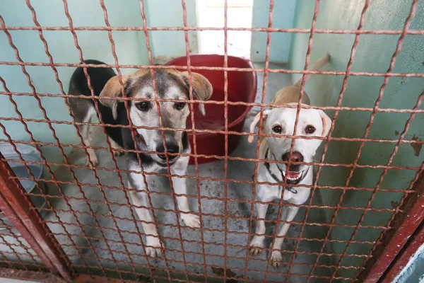 Onları Kabul Almak Içinbeklediğini Bir Hayvan Barınağı Köpek — Stok fotoğraf