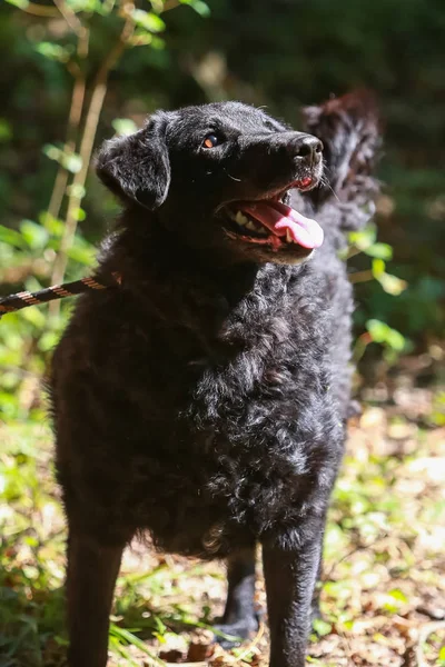 Onları Kabul Almak Içinbeklediğini Hayvan Sığınak Köpek Siyah Köpek Hırvat — Stok fotoğraf