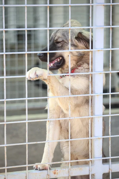 Perro Refugio Animales Esperando Que Alguien Los Adopte — Foto de Stock