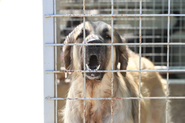 Perro Refugio Animales Esperando Que Alguien Los Adopte — Foto de Stock