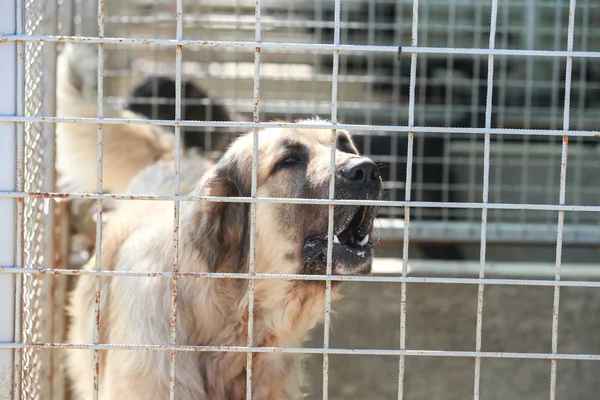 Hund Tierheim Wartet Auf Adoption — Stockfoto