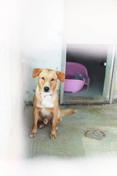 Perro Refugio Animales Esperando Que Alguien Los Adopte — Foto de Stock