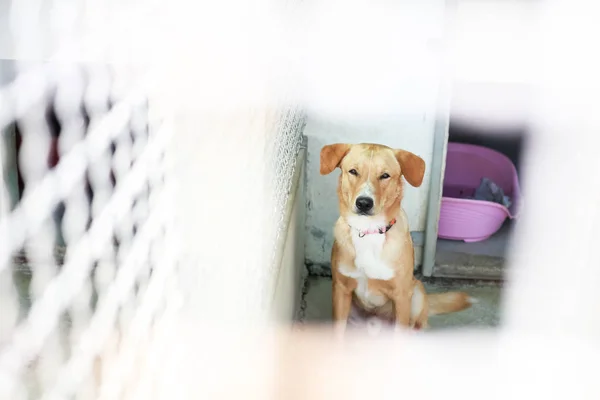 Perro Refugio Animales Esperando Que Alguien Los Adopte — Foto de Stock