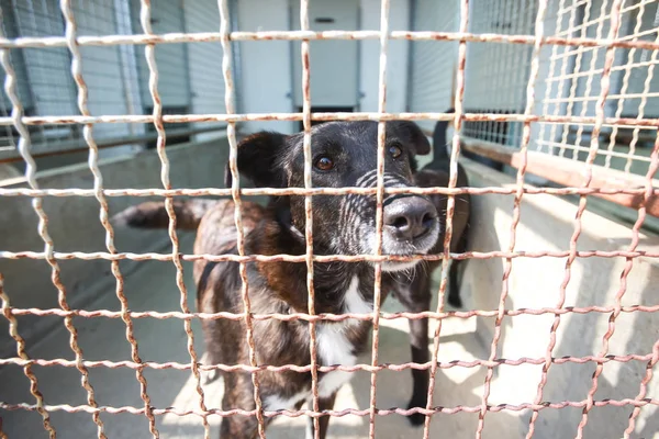 Perro Refugio Animales Esperando Que Alguien Los Adopte — Foto de Stock