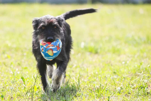 Cane Rifugio Animali Attesa Che Qualcuno Adotti — Foto Stock