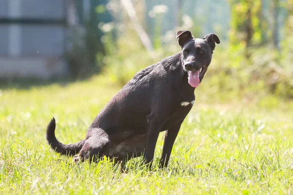 Hund Ett Djurhem Som Väntar Någon Att Anta Dem — Stockfoto