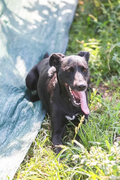 Onları Kabul Almak Içinbeklediğini Bir Hayvan Barınağı Köpek — Stok fotoğraf