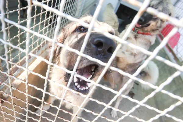 Onları Kabul Almak Içinbeklediğini Bir Hayvan Barınağı Köpek — Stok fotoğraf