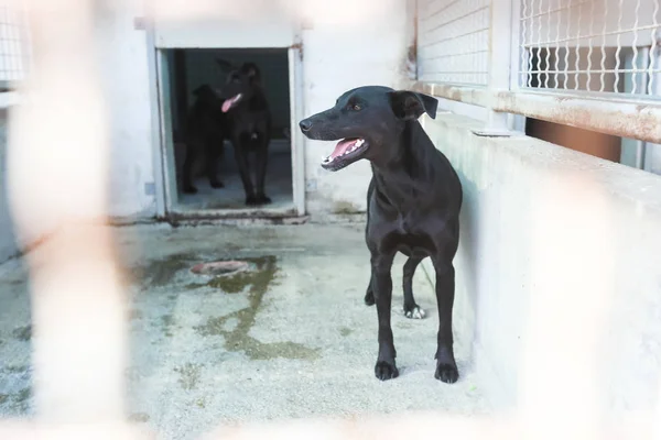 Onları Kabul Almak Içinbeklediğini Bir Hayvan Barınağı Köpek — Stok fotoğraf