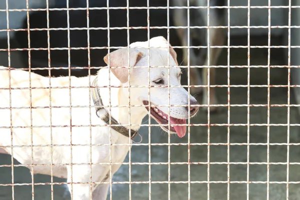 Cane Rifugio Animali Attesa Che Qualcuno Adotti — Foto Stock