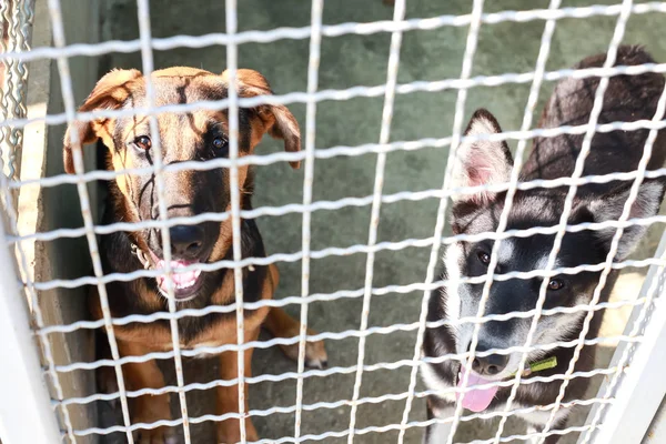 Perro Refugio Animales Esperando Que Alguien Los Adopte — Foto de Stock