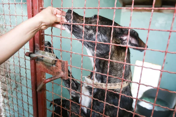 Onları Kabul Almak Içinbeklediğini Bir Hayvan Barınağı Köpek — Stok fotoğraf