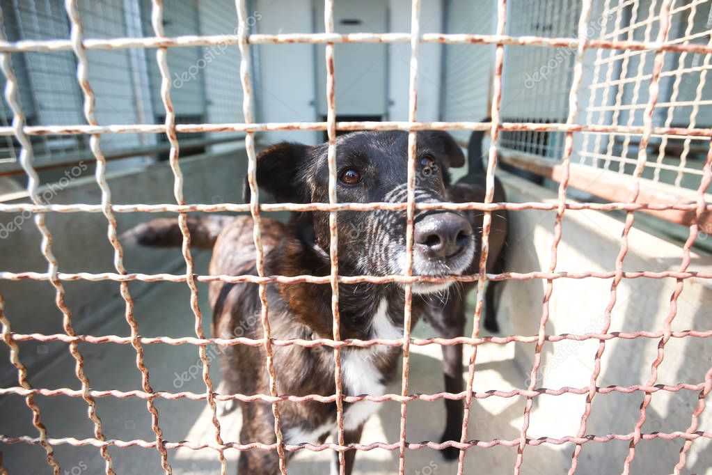 Dog in an animal shelter waiting for someone to adopt them.