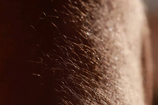 Ein Blick Auf Die Haare Bein Eines Erwachsenen Mannes — Stockfoto