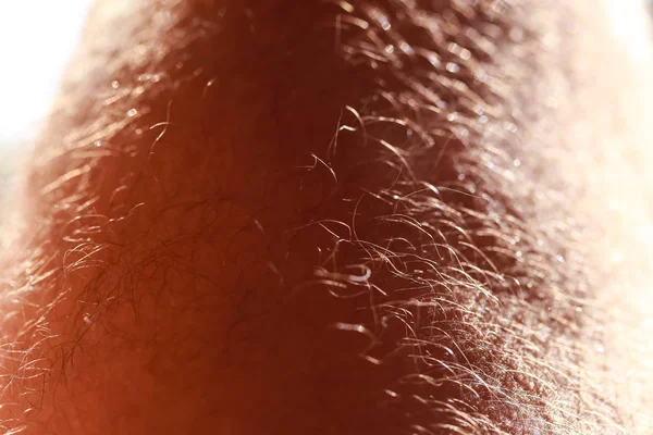 大人の男の脚の毛のビュー — ストック写真