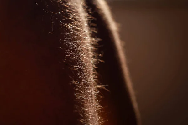 Вид Волос Ноге Взрослого Мужчины — стоковое фото