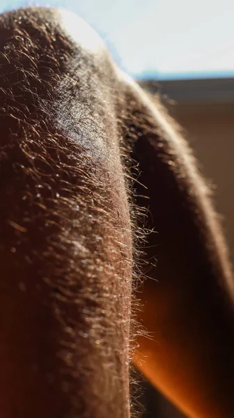 Ein Blick Auf Die Haare Bein Eines Erwachsenen Mannes — Stockfoto