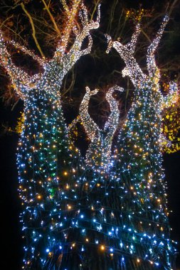 Geceleri ışıklı ornated ağacının bir görünüm.