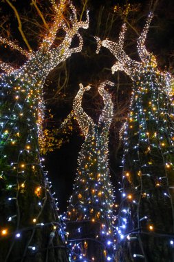Geceleri ışıklı ornated ağacının bir görünüm.