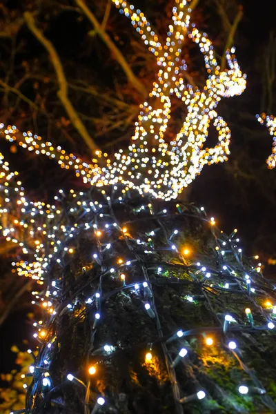 Вид Освещенное Декоративное Дерево Ночью — стоковое фото