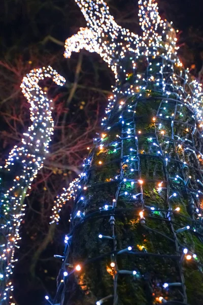 Вид Освещенное Декоративное Дерево Ночью — стоковое фото