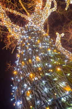 Geceleri dekore edilmiş bir aydınlatıcı ağacının düşük açılı görünüş.