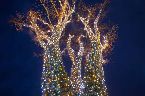 Nízký Úhel Pohledu Zdobený Svítící Strom Noci — Stock fotografie