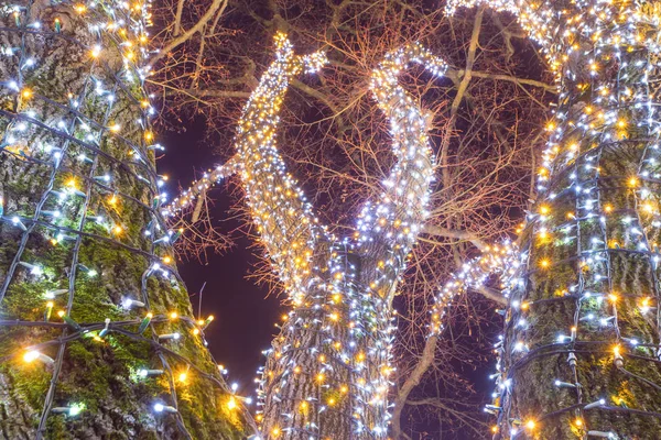 Низкий Угол Обзора Украшенного Светящегося Дерева Ночью — стоковое фото