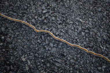 Çam keseböceği tırtıllar 