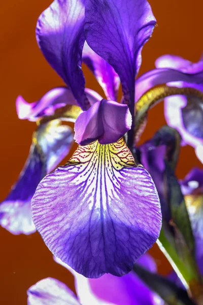 Iris sanguinea — Stock Photo, Image