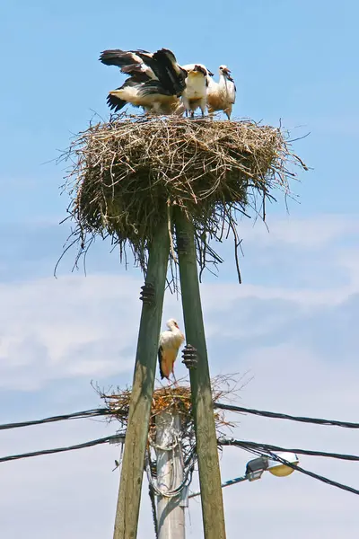 Cicogne bianche in nidi su pali elettrici — Foto Stock