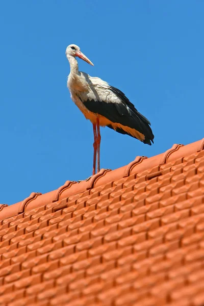 Witte ooievaar op huis dak — Stockfoto