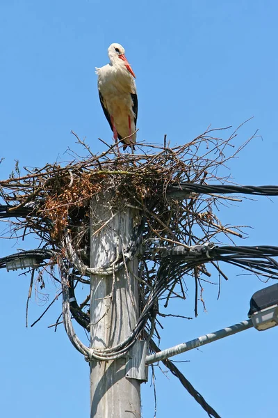 Ooievaar nest op elektrische paal — Stockfoto