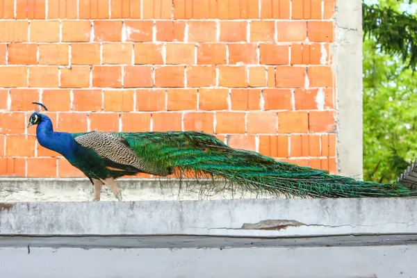 Blue peacock in front of brick wall — Stock Photo, Image