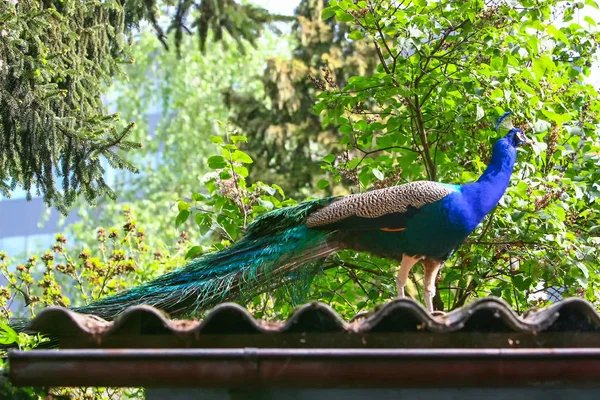 Blue peacock on roof — Stock Photo, Image