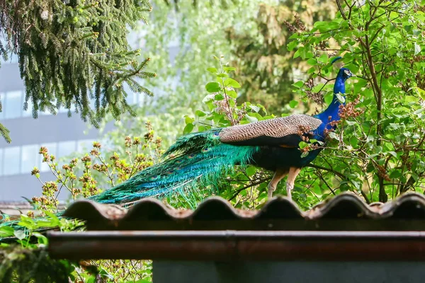 Blue peacock standing on roof — Stock Photo, Image
